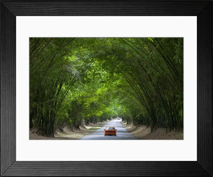 Framed Print : Bamboo Avenue, St. Elizabeth Parish, Jamaica, Caribbean Framed Print : Bamboo Avenue, St. Elizabeth Parish, Jamaica, Caribbean