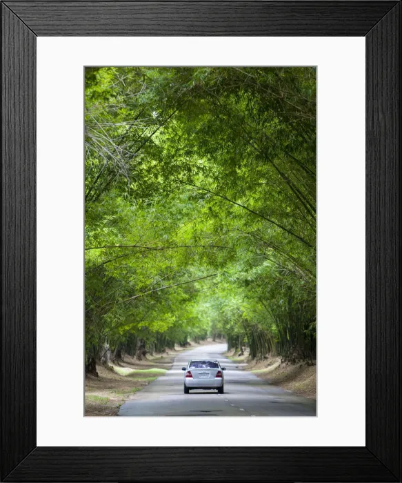 Framed Print : Bamboo Avenue, St. Elizabeth Parish, Jamaica, Caribbean Framed Print : Bamboo Avenue, St. Elizabeth Parish, Jamaica, Caribbean