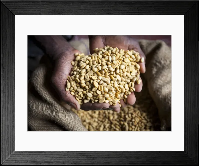 Framed Print : Dried Coffee Beans, Marley Coffee plantation, Blue Mountains, Portland Parish, Jamaica Framed Print : Dried Coffee Beans, Marley Coffee plantation, Blue Mountains, Portland Parish, Jamaica