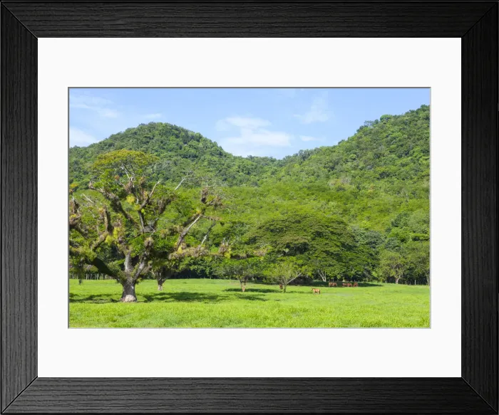 Framed Print : Lush Rural Landscape near Reach Falls, St. Elizabeth Parish, Jamaica, Caribbean Framed Print : Lush Rural Landscape near Reach Falls, St. Elizabeth Parish, Jamaica, Caribbean