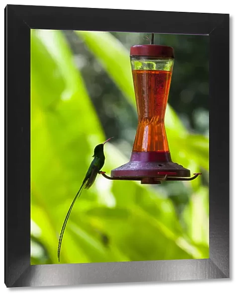 Humming Bird, Reach Falls, St. Elizabeth Parish, Jamaica, Caribbean