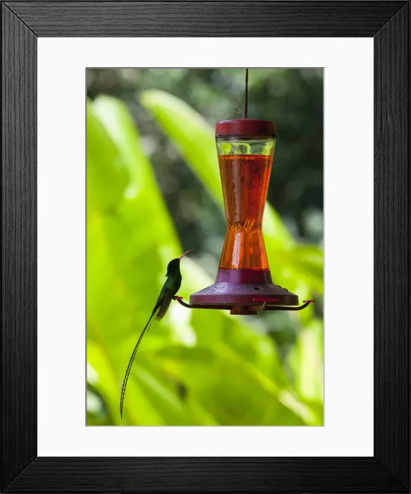 Framed Print : Humming Bird, Reach Falls, St. Elizabeth Parish, Jamaica, Caribbean