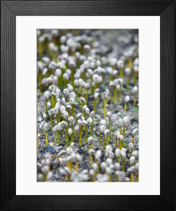 Framed Print : Marley Plantation, Blue Mountains, Kingston, St. Andrew Parish, Jamaica, Caribbean Framed Print : Marley Plantation, Blue Mountains, Kingston, St. Andrew Parish, Jamaica, Caribbean