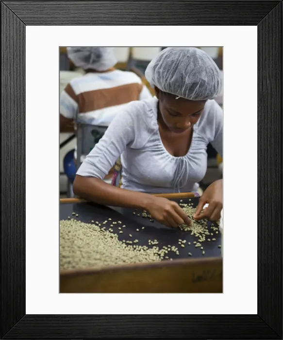 Framed Print : Processing Coffee, Marley Coffee, Kingston, St. Andrew Parish, Jamaica, Caribbean Framed Print : Processing Coffee, Marley Coffee, Kingston, St. Andrew Parish, Jamaica, Caribbean