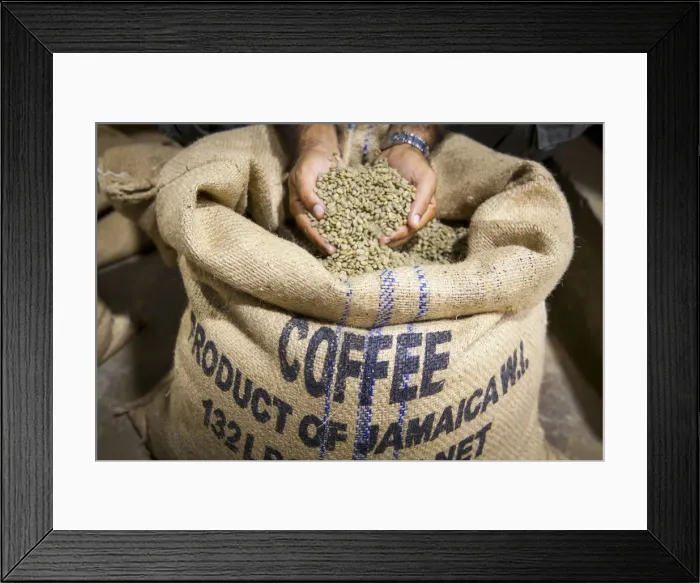 Framed Print : Marley Coffee ready for roasting, Marley Coffee, Kingston, St. Andrew Parish, Jamaica Framed Print : Marley Coffee ready for roasting, Marley Coffee, Kingston, St. Andrew Parish, Jamaica
