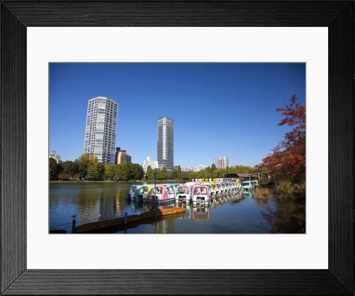 Framed Print : Shinobazu Pond, Ueno Park, Tokyo, Japan Framed Print : Shinobazu Pond, Ueno Park, Tokyo, Japan
