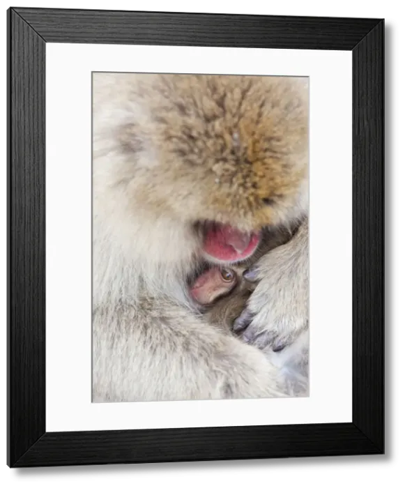 Framed Print : Japanese macaque (Macaca fuscata)  /  Snow monkey, Joshin-etsu National Park, Honshu, Japan
