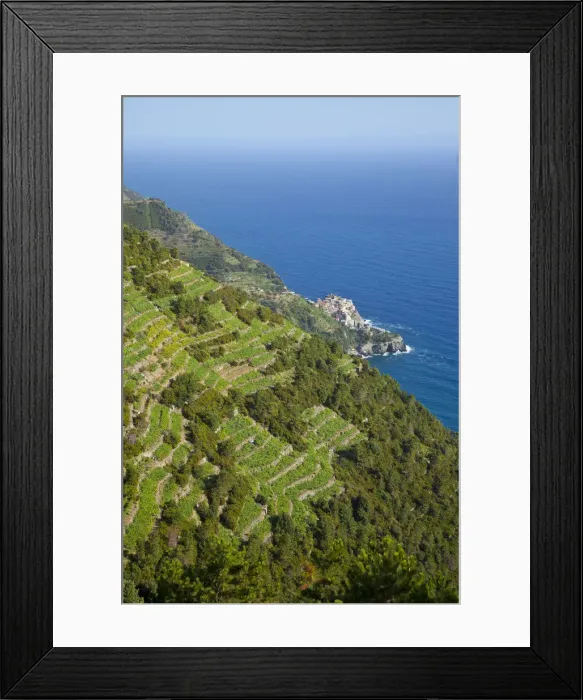 Framed Print : Vineyards above Manarola, Cinque Terre, Riviera di Levante, Liguria, Italy Framed Print : Vineyards above Manarola, Cinque Terre, Riviera di Levante, Liguria, Italy