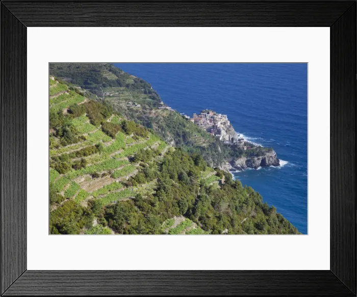 Framed Print : Vineyards above Manarola, Cinque Terre, Riviera di Levante, Liguria, Italy Framed Print : Vineyards above Manarola, Cinque Terre, Riviera di Levante, Liguria, Italy