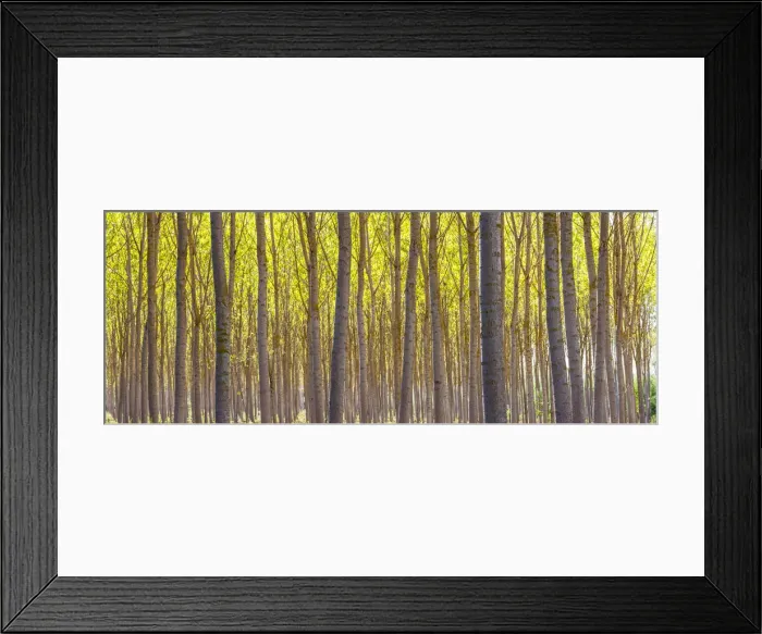 Framed Print : Woods, Tuscany, Italy Framed Print : Woods, Tuscany, Italy