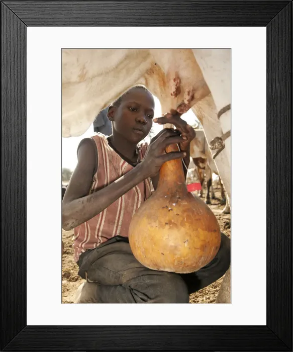 Framed Print : Northern Bahr el Ghazal, South Sudan. Milking at a Cattle camp Framed Print : Northern Bahr el Ghazal, South Sudan. Milking at a Cattle camp