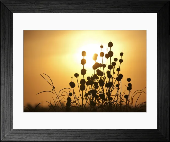 Framed Print : Leer, Unity State, South Sudan. seed heads at dusk Framed Print : Leer, Unity State, South Sudan. seed heads at dusk