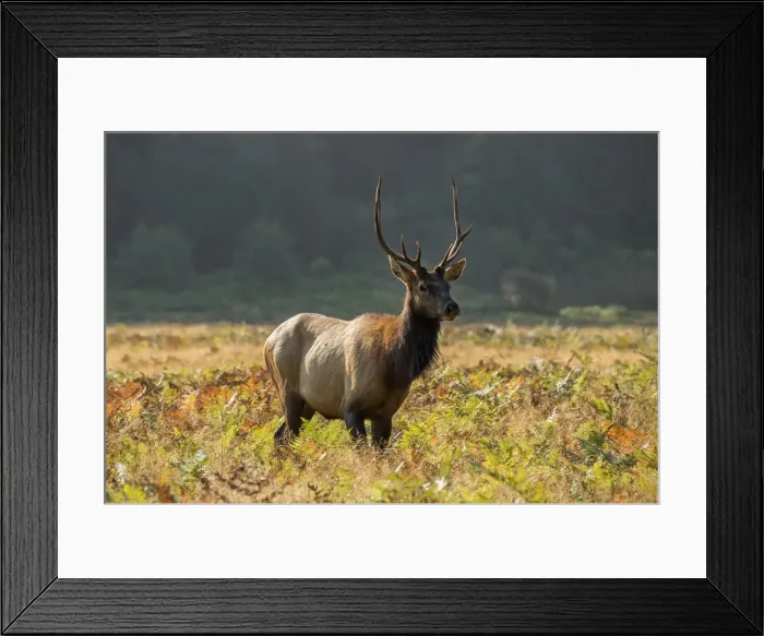Framed Print : USA, California, West Coast, Redwood Forest, Elk in the Prairie Creek Redwoods State Park