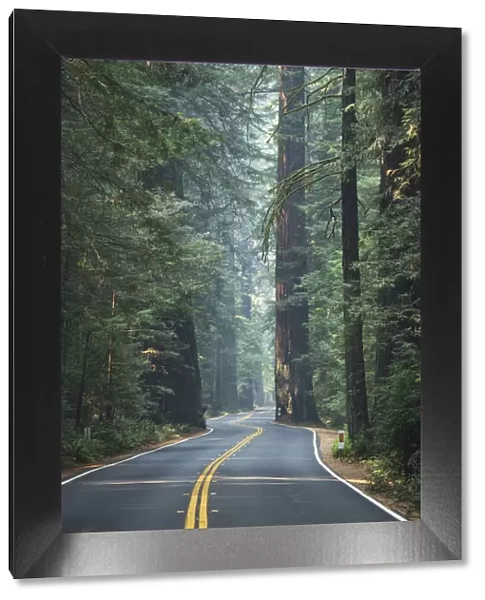 USA, California, West Coast, Avenue of Giants, Road through the forest of Redwoods