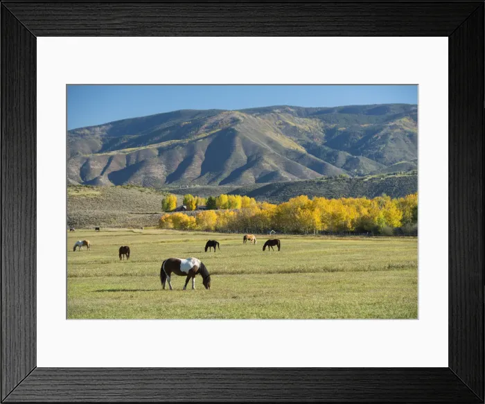 Framed Print : USA, Colorado, Rocky Mountains, Aspen, Horses grazing on pasture Framed Print : USA, Colorado, Rocky Mountains, Aspen, Horses grazing on pasture