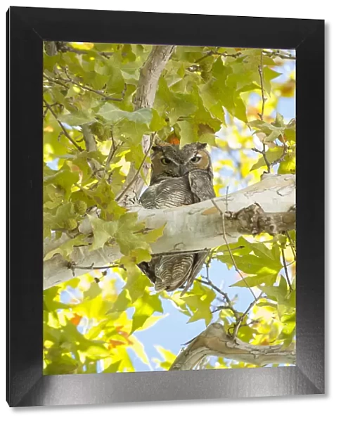 USA, Arizona, Southwest, Montezumas castle, National monument, Great Horned Owl in