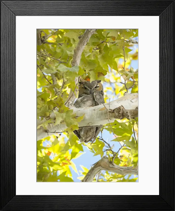 Framed Print : USA, Arizona, Southwest, Montezumas castle, National monument, Great Horned Owl in Framed Print : USA, Arizona, Southwest, Montezumas castle, National monument, Great Horned Owl in