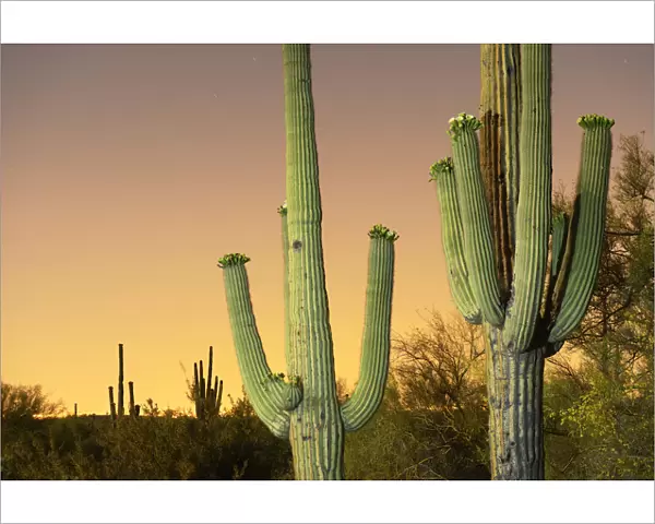 USA, Arizona, Phoenix, light pollution outside of Phoenix