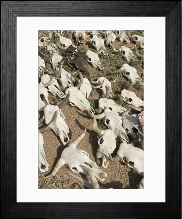 Framed Print : USA, Arizona, Southwest, Cave Creek, Skulls at souvenir shop Framed Print : USA, Arizona, Southwest, Cave Creek, Skulls at souvenir shop