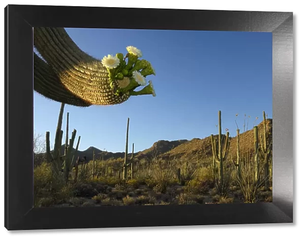 USA, Southwest, Arizona, Saguaro National Park west unit, Blooming saguaro cactus