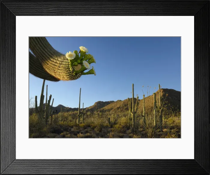 Framed Print : USA, Southwest, Arizona, Saguaro National Park west unit, Blooming saguaro cactus Framed Print : USA, Southwest, Arizona, Saguaro National Park west unit, Blooming saguaro cactus