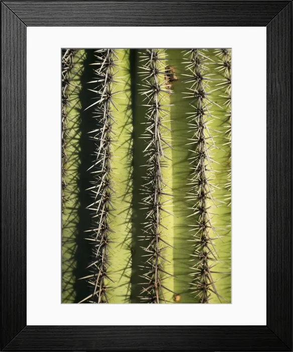 Framed Print : USA, Arizona, Tucson, Saguaro National Park, Close up of Saguaro cactus Framed Print : USA, Arizona, Tucson, Saguaro National Park, Close up of Saguaro cactus