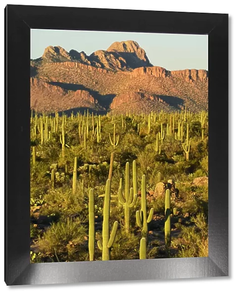 USA, Arizona, Tucson, Saguaro National Park, Last light at signal hill