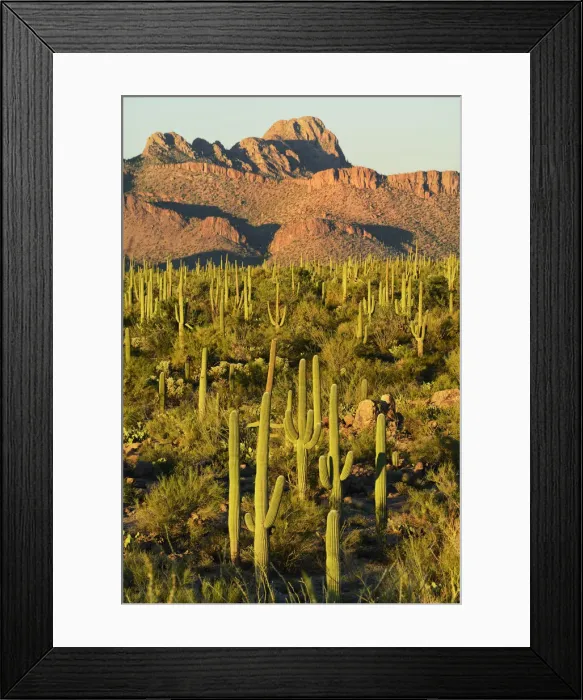Framed Print : USA, Arizona, Tucson, Saguaro National Park, Last light at signal hill Framed Print : USA, Arizona, Tucson, Saguaro National Park, Last light at signal hill