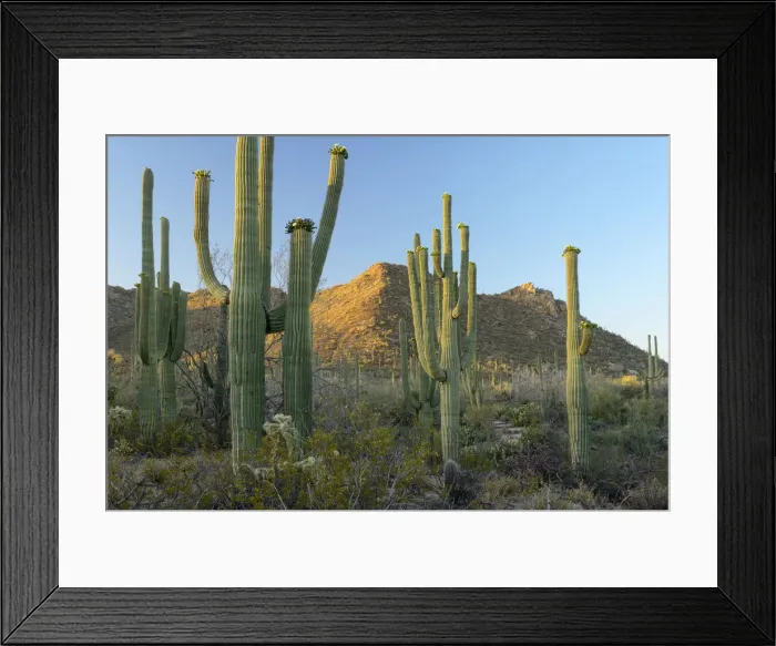 Framed Print : USA, Arizona, Desert Southwest, Cactus in Saguaro National Park Framed Print : USA, Arizona, Desert Southwest, Cactus in Saguaro National Park