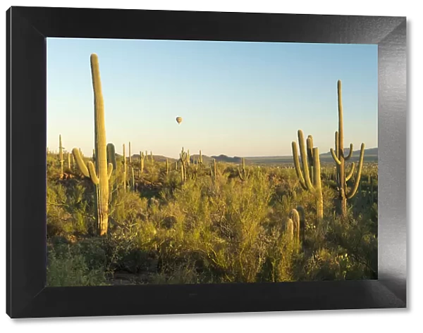 USA, Arizona, Tucson, Saguaro National Park, Hot air balloon flying over cactus