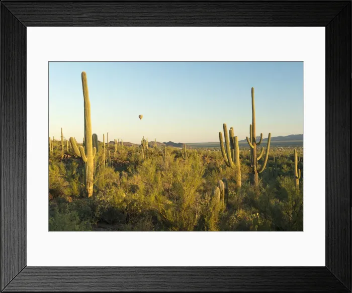 Framed Print : USA, Arizona, Tucson, Saguaro National Park, Hot air balloon flying over cactus Framed Print : USA, Arizona, Tucson, Saguaro National Park, Hot air balloon flying over cactus