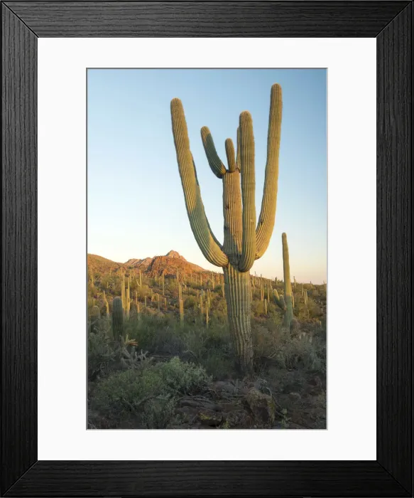 Framed Print : USA, Arizona, Tucson, Saguaro National Park, Cactus on the edge of Tucson Framed Print : USA, Arizona, Tucson, Saguaro National Park, Cactus on the edge of Tucson