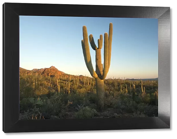 USA, Arizona, Tucson, Saguaro National Park, Cactus on the edge of Tucson