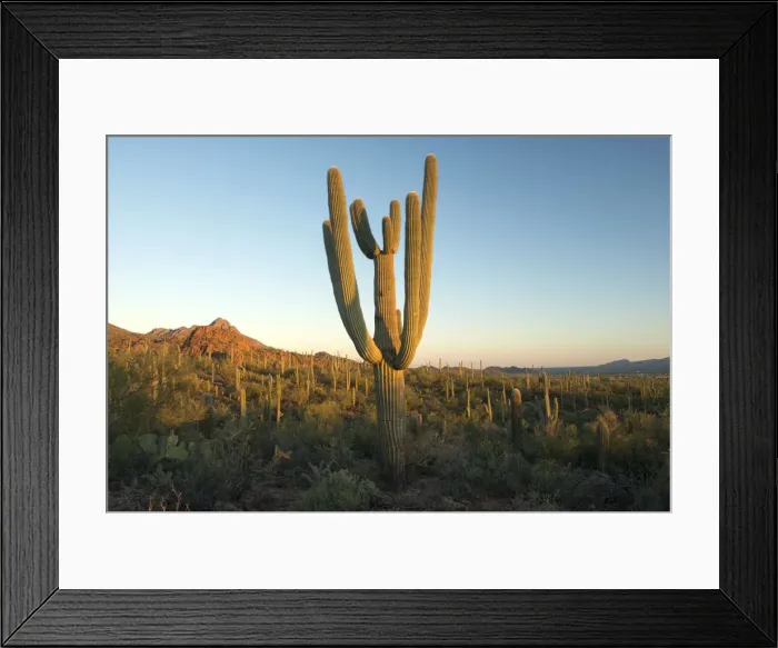 Framed Print : USA, Arizona, Tucson, Saguaro National Park, Cactus on the edge of Tucson Framed Print : USA, Arizona, Tucson, Saguaro National Park, Cactus on the edge of Tucson