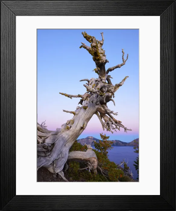 Framed Print : Old tree at edge of Crater Lake, National Park, Oregon, USA Framed Print : Old tree at edge of Crater Lake, National Park, Oregon, USA