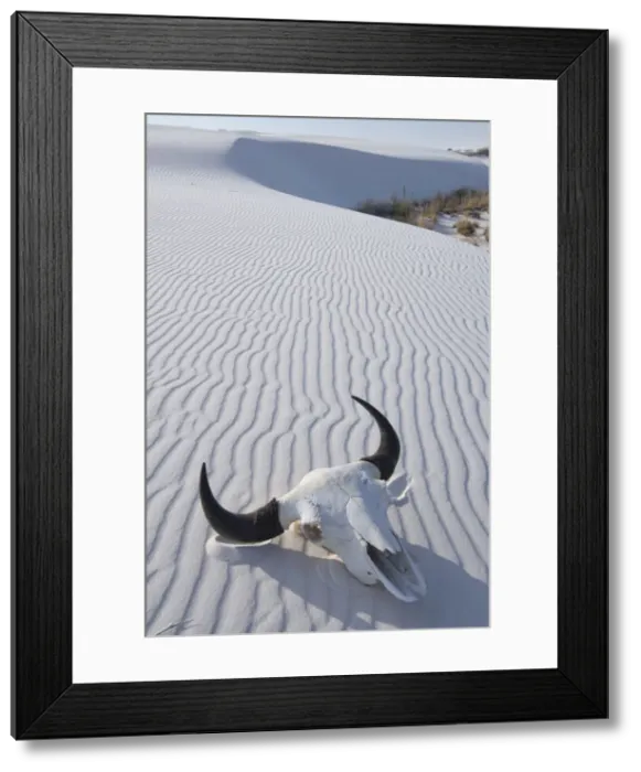 Framed Print : USA, Southwest, New Mexico, Bison skull at white sands national monumnt Framed Print : USA, Southwest, New Mexico, Bison skull at white sands national monumnt