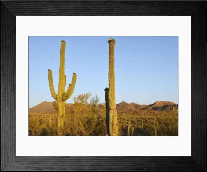 Framed Print : USA, Arizona, Desert Southwest, Saguaro National Park, Saguaro cactus in bloom Framed Print : USA, Arizona, Desert Southwest, Saguaro National Park, Saguaro cactus in bloom