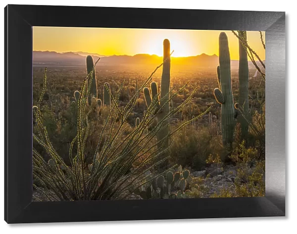 USA, Arizona, Tucson, Saguaro National Park at sunset