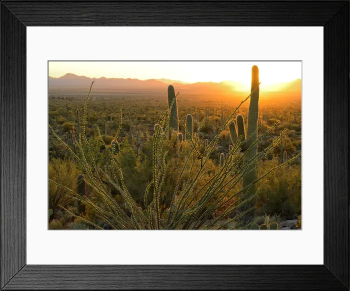 Framed Print : USA, Arizona, Tucson, Saguaro National Park, Sunset at signal mountain Framed Print : USA, Arizona, Tucson, Saguaro National Park, Sunset at signal mountain