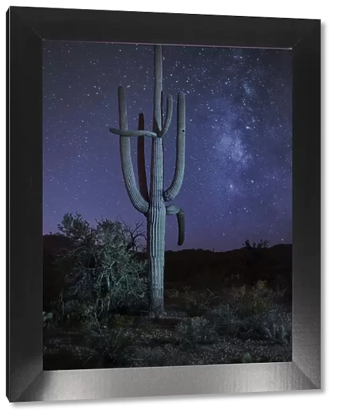 USA, Arizona, Tucson, Saguaro National Park, Cactus with milky way at night