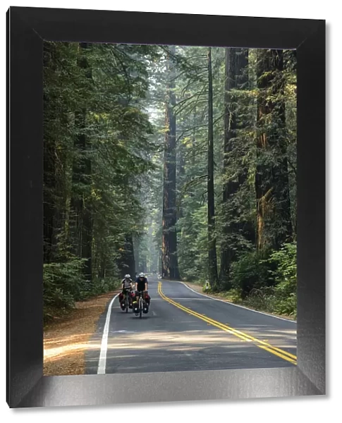 USA, California, West Coast, Avenue of Giants, Cycling through the forest of Redwoods