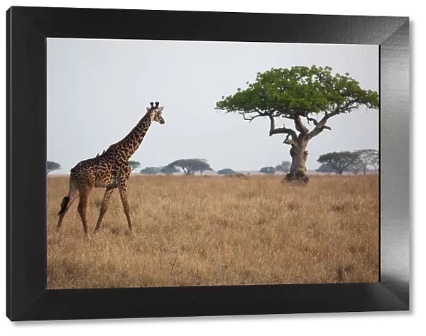 A giraffe on the Serengeti plains in Tanzania