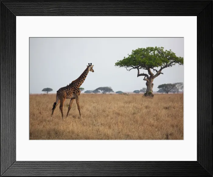 Framed Print : A giraffe on the Serengeti plains in Tanzania Framed Print : A giraffe on the Serengeti plains in Tanzania