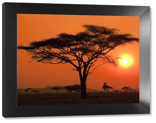 Silhouette of an acacia tree with the sun setting in the background on the Serengeti
