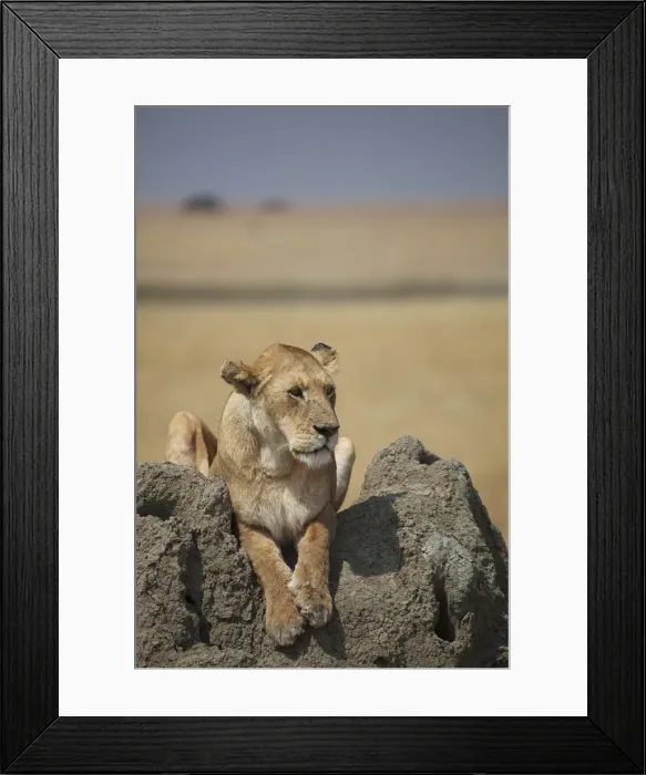 Framed Print : A female lion on the Serengeti in Tanzania Framed Print : A female lion on the Serengeti in Tanzania