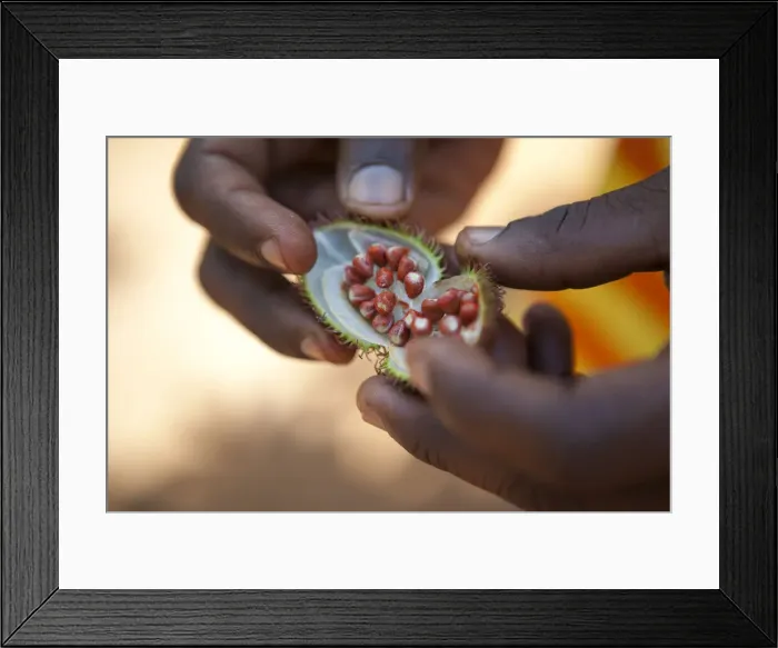 Framed Print : A tour guide demonstrates spices on a spice tour on the island of Zanzibar Framed Print : A tour guide demonstrates spices on a spice tour on the island of Zanzibar