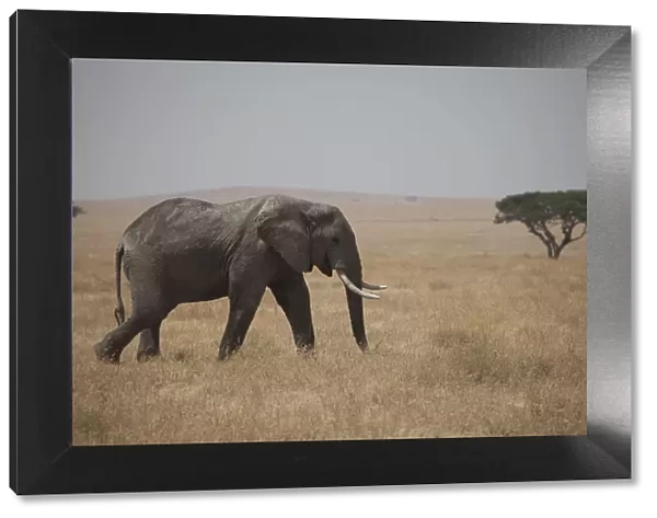 An elephant on the Serengeti in Tanazania