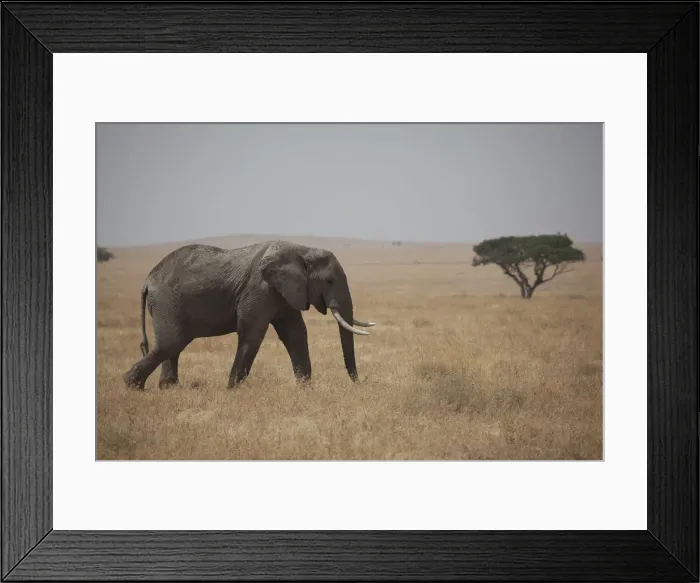 Framed Print : An elephant on the Serengeti in Tanazania Framed Print : An elephant on the Serengeti in Tanazania