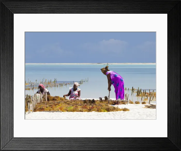 Framed Print : Tanzania, Zanzibar, Unguja, Jambiani. Ladies harvesting seaweed at low tide Framed Print : Tanzania, Zanzibar, Unguja, Jambiani. Ladies harvesting seaweed at low tide