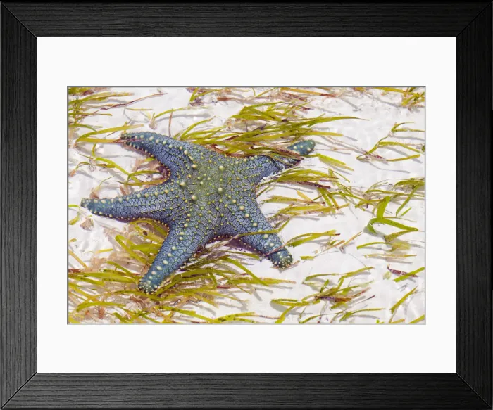 Framed Print : Tanzania, Zanzibar, Unguja, Pongwe. A starfish revealed at low tide